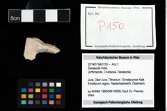 Foto (Objekt + Etikett) von Decapoda indet.  (NHMW-GEO-2014-0194-0150)